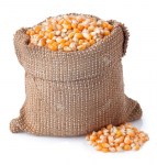 58145787-corn-grains-in-bag-isolated-on-white-background-corn-seeds-in-sack-dry-uncooked-corn-grains-for-popc