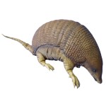 Armadillo_Addams_Family
